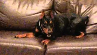 German Pinscher