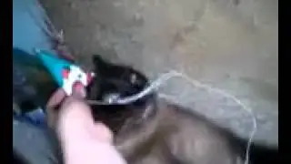 My cat playing with his party hat
