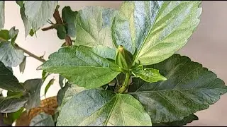 Hibiscus moggalu #gardening ##100ksubscribers #ramnareshgarden