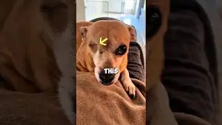Одноглазый, полная уверенность 🤠🐶