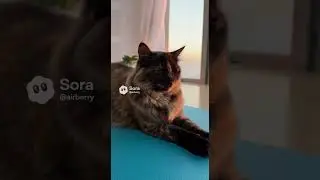 Cat Does Yoga With Surprising Flexibility