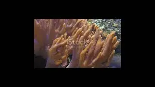 Fishes Part 2 #thestartsmarttube #fishes