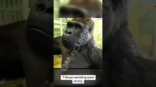 &ldquo;Your Credit score is low homeboy&rdquo; #humor #sepedi #monkey #limpopo #memes