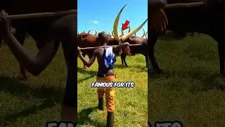 Longest Cow Horns 🐮