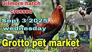 Gilmore hatch crossed , Sept 3 2025 wednesday Grotto pet market .