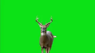 Reindeer Animal Green screen - Chroma Key video Effects HD