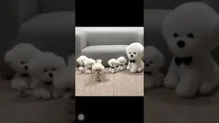 Yoqimtoy kuchukcha va uning indamas sheriklari (Cute puppy)