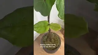 Misting fiddle leaf fig tree for the first time since I&rsquo;ve had this tree. About 2 1/2 months