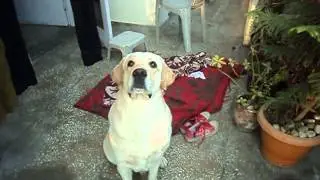 Buzo Trying To Catch His Friend Mutuu From Rope Cute