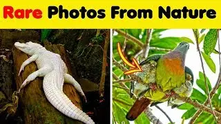 Odd Photos From Nature You Have Never Seen Before