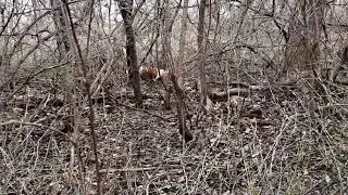 Basset Hounds running a rabbit in Nebraska