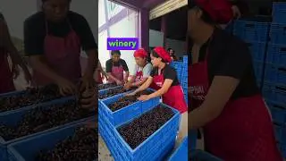 Try this Wine in Mizoram | Alcohol is Banned in the state | #mizoram #northeastindia #shorts