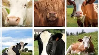 Funny Cows VS Funny Buffalo VS Funny Buls VS Tiles Hop EDM Rush