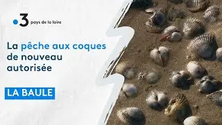 La Baule : ouverture de la pêche à la coque