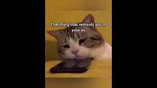 Out the window #cat #foryou #funny #memes #fyp