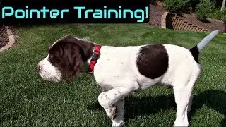 Wing Training a Pointer Puppy