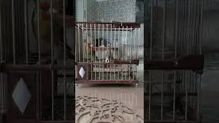 تغريد هجين الحسون كوبية ملقا chant mistou