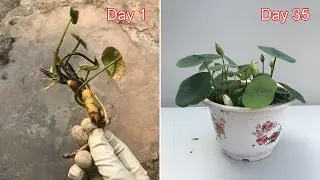 Lotus flowers bloom 35 days after planting from bulbs