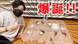 大量のキタアオジタトカゲが生まれる瞬間をお見せします。