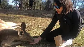 AUSTRALIAN WILD LIFE || Lone Pine Koala Sanctuary || Brisbane, Queensland Australia 🇦🇺
