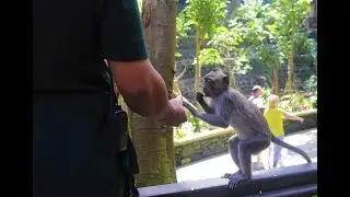 Thousands of monkeys in Bali!! Sacred Monkey Forest Tour Ubud Bali