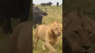 Buffalo Herd Forces the Rongai Rockers Boys to Retreat | Travins World