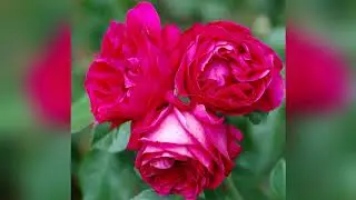 10 Most Beautiful Roses In The World