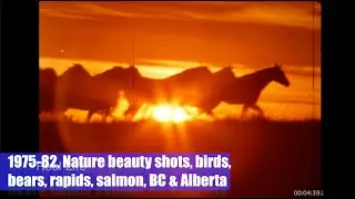 1975-82, Nature beauty shots, birds, bears, deer, rapids, salmon, BC & Alberta