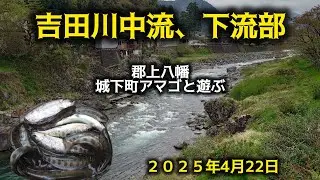 吉田川中流、下流部。郡上八幡城下町アマゴと遊ぶ。