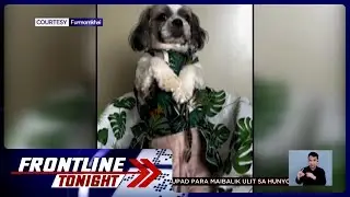 Aso sa Maynila, kumasa sa 'Aso-ka Challenge' | Frontline Tonight