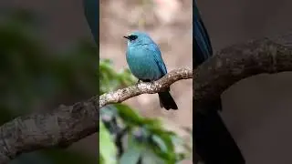 Verditer Flycatcher # birds # Flycatcher