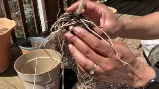 Separating Calla Lily Bulbs | Calla Lilies Update