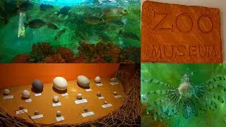 Fishes and Museum🐟#aakiaqsadh