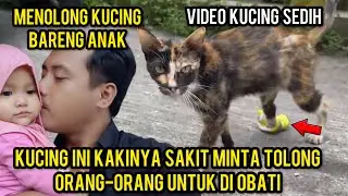 Kucing Liar Minta Tolong Karena Kakinya Sakit Sedih Banget Lihat Videonya..‼️