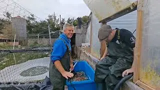 ** THE PHOENIX 🐦&zwj;🔥 FOOD TRIAL HARVEST ** PART 2 ** #koi #koifish #koifarm