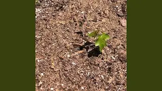 Like Planting a Tree I May Never Sit Beneath