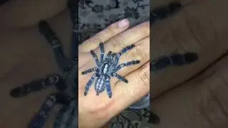 Metallic Tarantula🕷💙