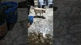 😅 #relaxing #labrador #retreiver #funnypet #funnyanimal #dogbreed #labrador #retreiver #shorts