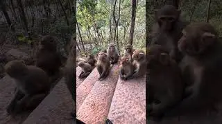 Monkey family dynamics & social bonds 🍀 #monkey #funny