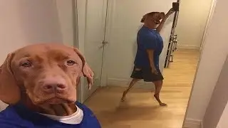 Top 5 Animals