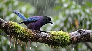 Dream Under Heavy Rain | Relaxing Rain Ambience for Deep Sleep & Focus