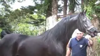 Semental &aacute;rabe negro disponible para montas