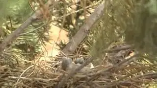 White winged dove