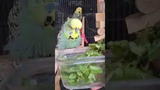 Beating the heat #englishbudgies #budgiebathing #petbudgies #happybudgies #beatingtheheat