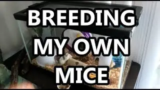 BREEDING FEEDER MICE PART 1: Will It Work???