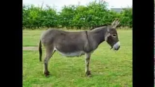 Donkey Rocket  remix -  Lauren and Rachel (Remix Masters)