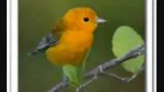 The Hot Canary  -Ella Fitzgerald-