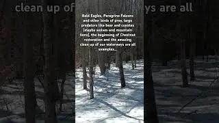 Wild Turkey, An Environmental Success Story?? #nature #wildturkey #wildlife