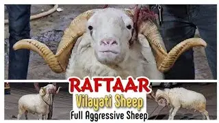 Vilayati Menda Vilayati Sheep Never Seen Before Mendo Ka Lajawaab Collection | Akbar Jaffri Farm