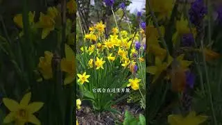 Tasha s garden-making story The small garden by the Mediterranean Sea breeze is completed.
